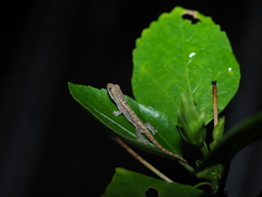 Lepidodactylus moestus