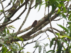 Myzomela rubratra kobayashii