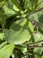 Arabis blepharophylla