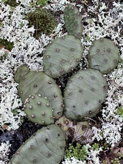 Opuntia mesacantha