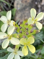 Erysimum franciscanum