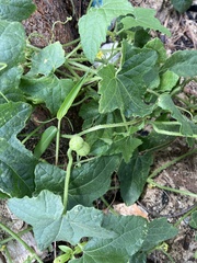 Cucumis maderaspatanus