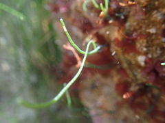 Chaetomorpha spiralis