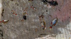 Characiformes