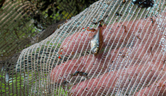 Characiformes