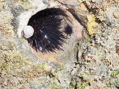 Echinometra vanbrunti