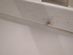 Cheiracanthium mildei