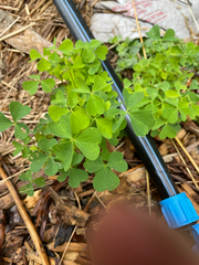 Oxalis stricta