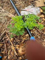 Oxalis stricta