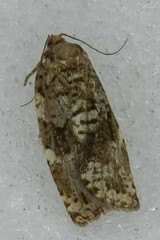 Choristoneura fumiferana