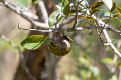 Annona