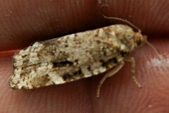 Choristoneura fumiferana