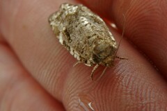 Choristoneura fumiferana