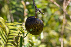 Annona