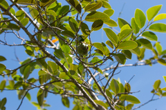Annona
