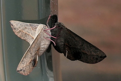 Antictenia punctunculus