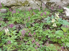 Corydalis