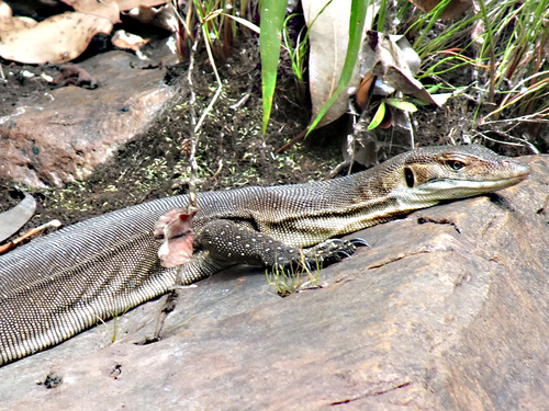 Mertens' Water Monitor