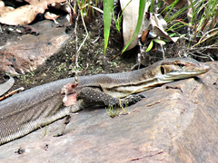 Varanus mertensi