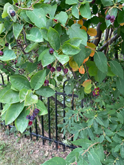 Amelanchier arborea
