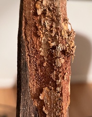 Fuscoporia americana