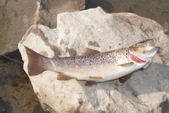 Salmo trutta fario