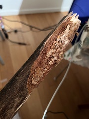 Fuscoporia americana