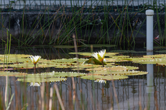 Nymphaea