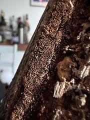 Fuscoporia americana