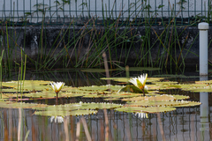 Nymphaea