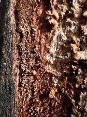 Fuscoporia americana