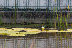 Nymphaea
