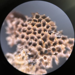 Fuscoporia americana