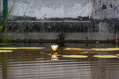 Nymphaea