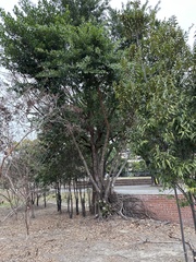 Ficus microcarpa microcarpa