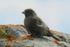 Leucosticte tephrocotis