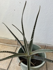 Aloe vera