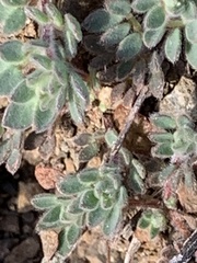 Acmispon brachycarpus