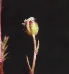 Brachyscome perpusilla