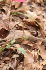 Neottia bifolia