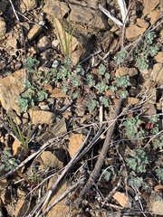 Acmispon brachycarpus