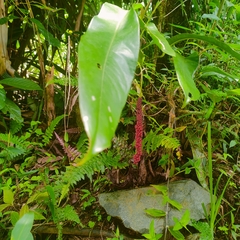 Anthurium gracile