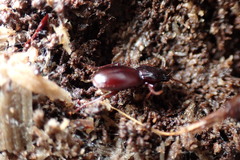 Pterostichus pumilus
