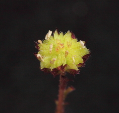 Brachyscome perpusilla