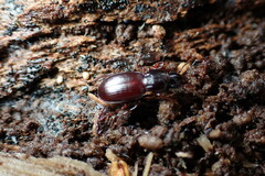 Pterostichus pumilus
