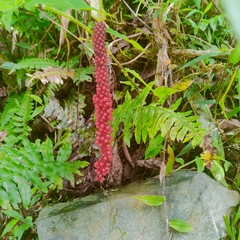 Anthurium gracile