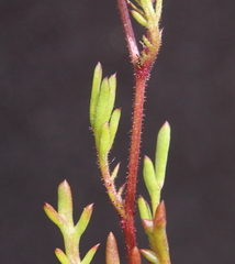 Brachyscome perpusilla