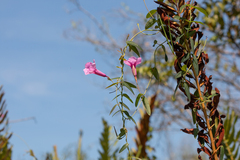 Mandevilla