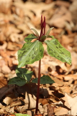 Trillium maculatum