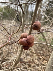 Disholcaspis globosa
